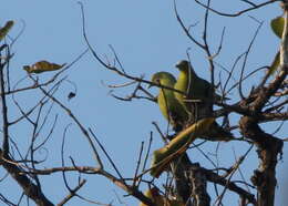 Image of Grey-fronted Green Pigeon