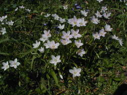 Image of Virginia springbeauty