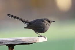 Image of Black Bush Robin