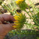 Image of Berkheya carlinopsis Welw. ex O. Hoffm.