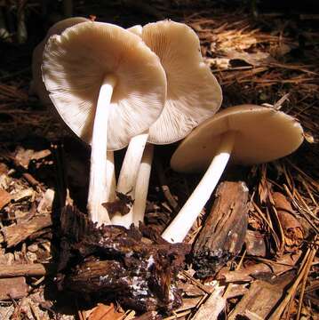 Image of Pluteus