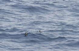 Image of Guadalupe Murrelet