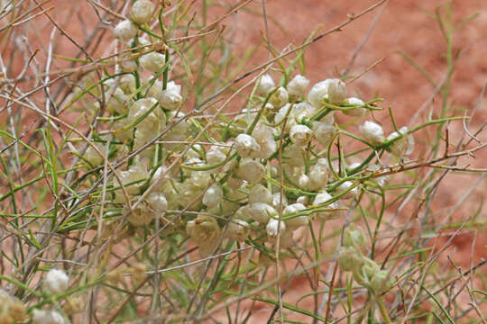 Image of burrobrush