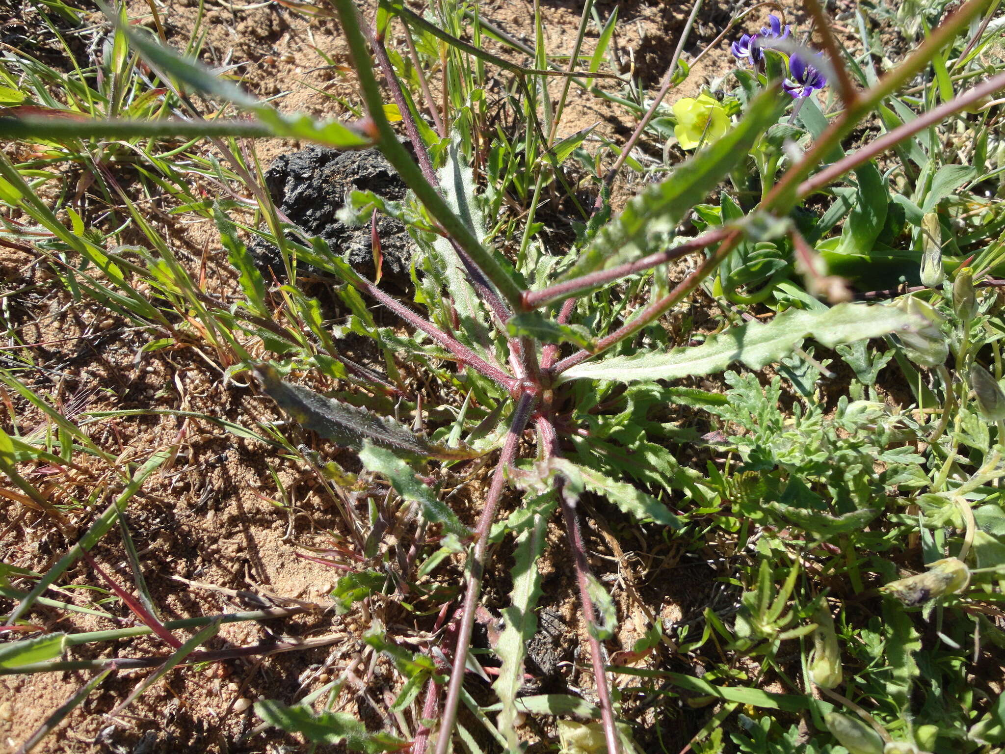 Image of Wahlenbergia annularis A. DC.