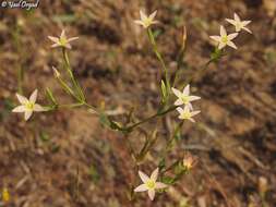 Image of Yellow centaury