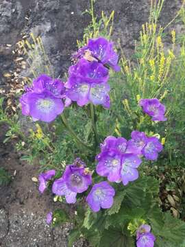 Phacelia grandiflora (Benth.) A. Gray的圖片