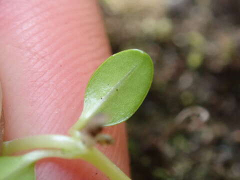 Image of Epilobium brunnescens subsp. brunnescens