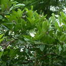 Image of Capparis lucida (DC.) R. Br. ex Benth.