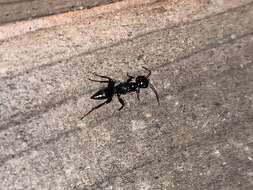 Image of Cockroach wasp