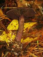 Image of Cortinarius violaceus (L.) Gray 1821