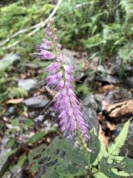 Image of Collinsonia macrobracteata (Masam.) Harley