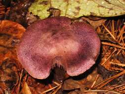 Image of Cortinarius violaceus (L.) Gray 1821