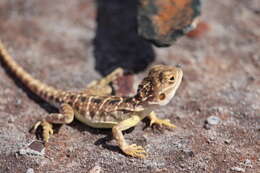 Image of Saltpan Ground-dragon