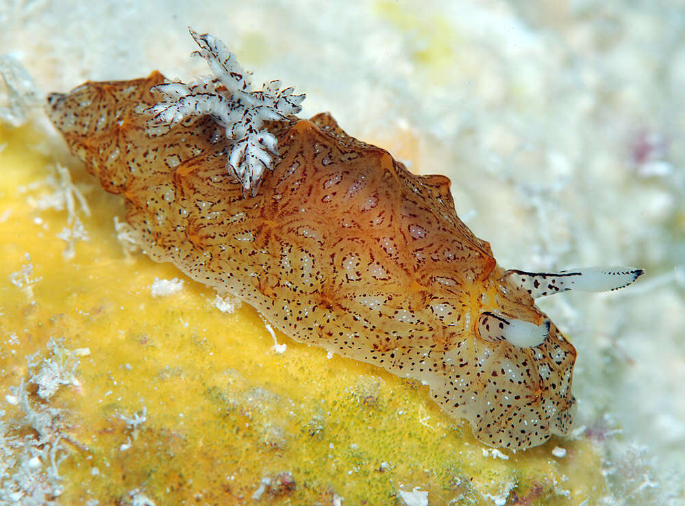 Image of Orange edged ridged black slug