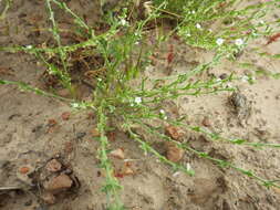 Image of sagebrush combseed