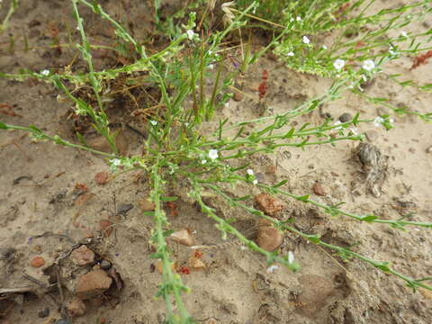 Image of sagebrush combseed