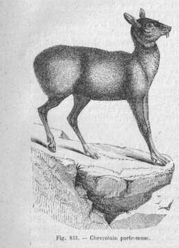 Image of Siberian Musk Deer