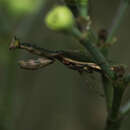 Image of Cone-eye Mantid