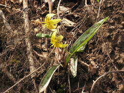 Imagem de Erythronium americanum Ker Gawl.