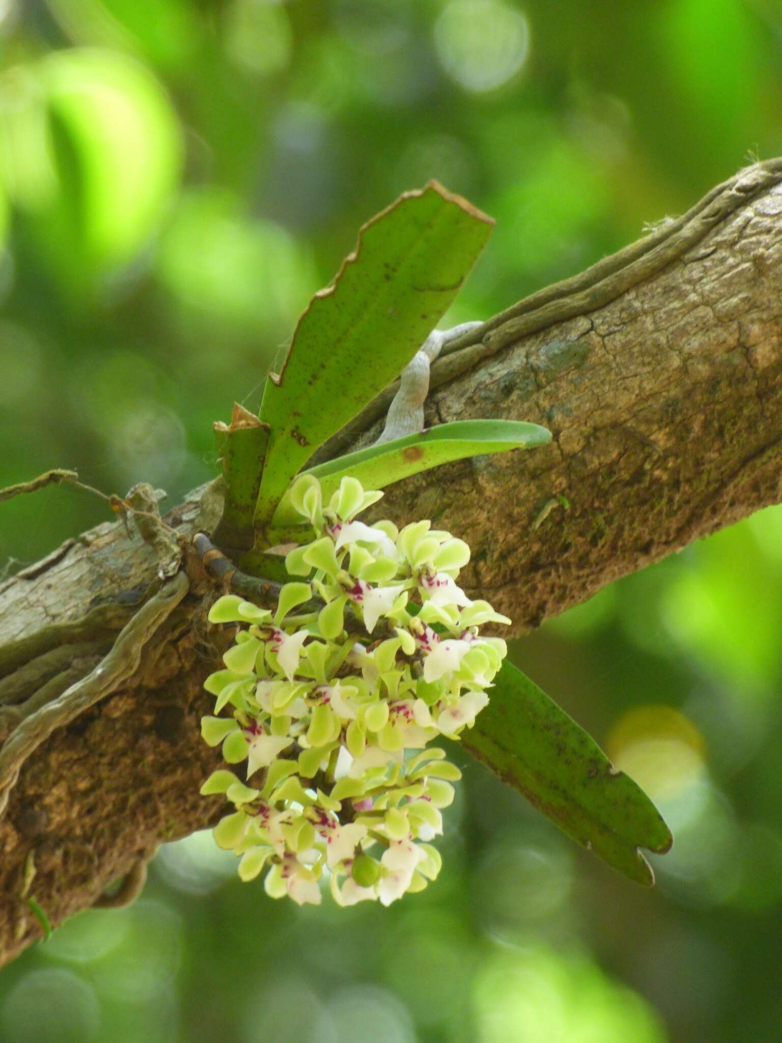 Image de Smithsonia viridiflora (Dalzell) C. J. Saldanha