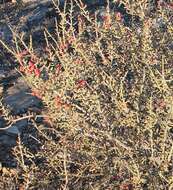 Image of Christmas Cactus