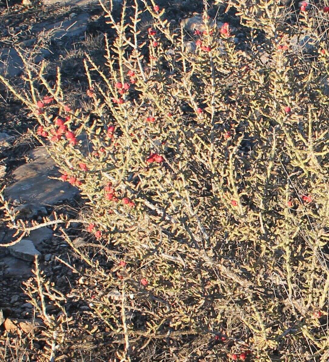 Imagem de Cylindropuntia leptocaulis (DC.) F. M. Knuth