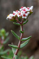 Image of Crassula pruinosa L.