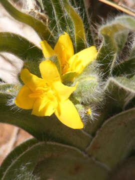 Image of African potato