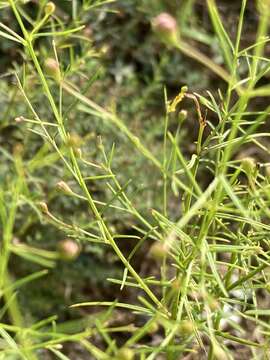 Image of roundstem false foxglove