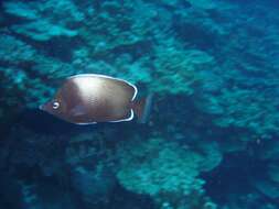 Image of Easter Island Butterflyfish