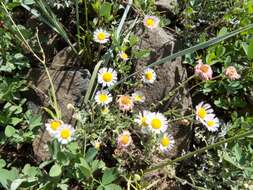 Image of running fleabane