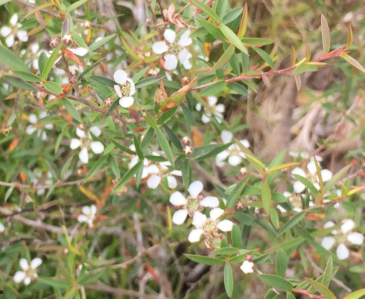 Sivun Leptospermum juniperinum Sm. kuva