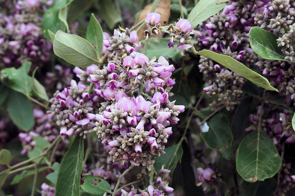 Plancia ëd Philenoptera violacea (Klotzsch) Schrire