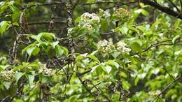 Image de Viburnum elatum Benth.