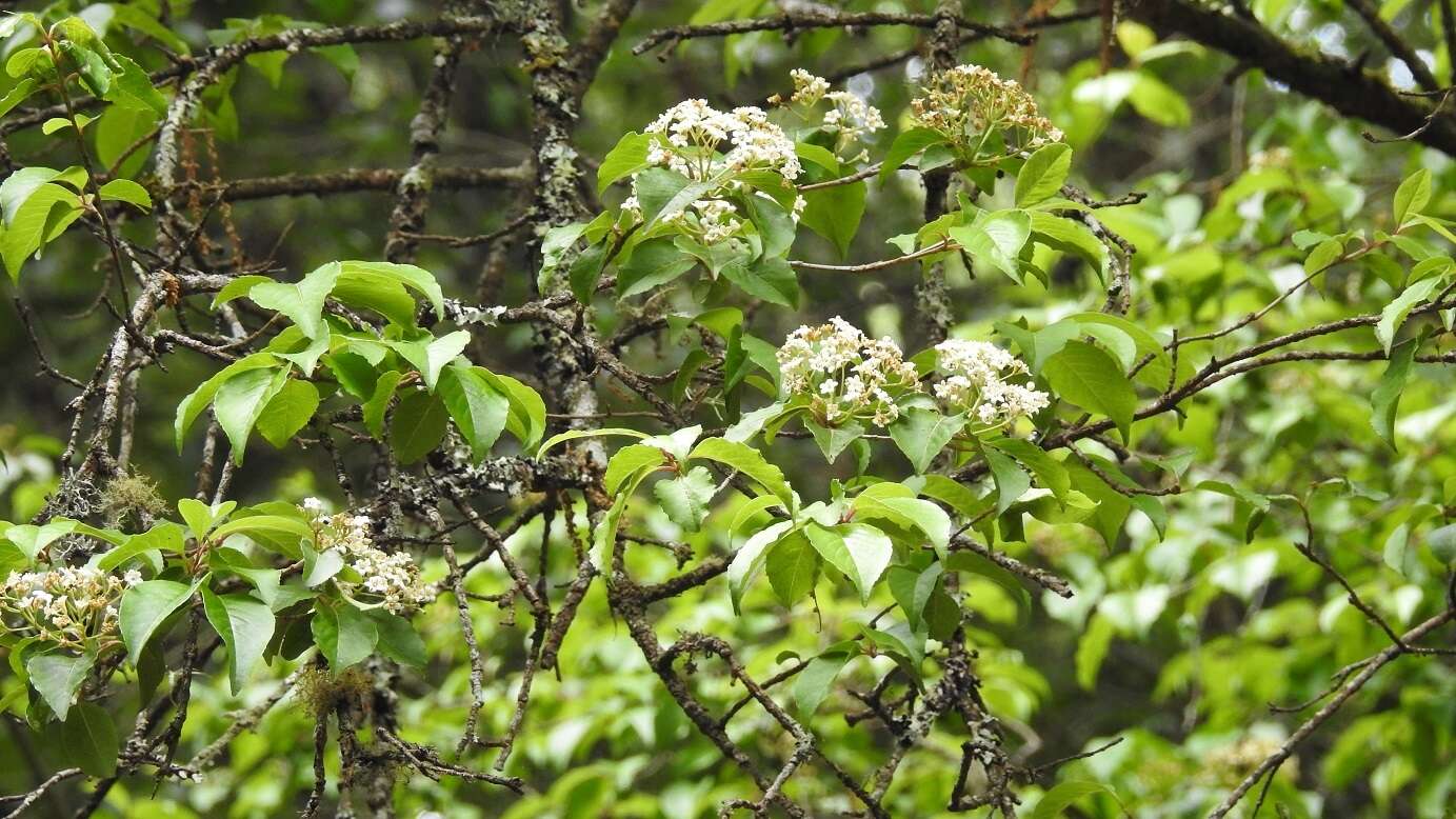 Image de Viburnum elatum Benth.