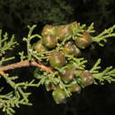 Image de Juniperus phoenicea subsp. turbinata (Guss.) Nyman