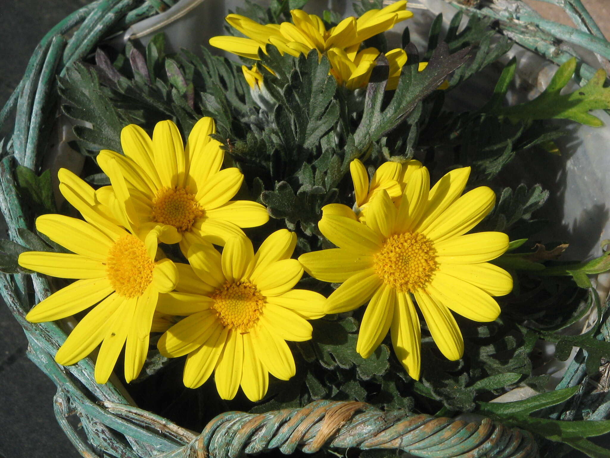 Imagem de Euryops chrysanthemoides (DC.) B. Nordenst.