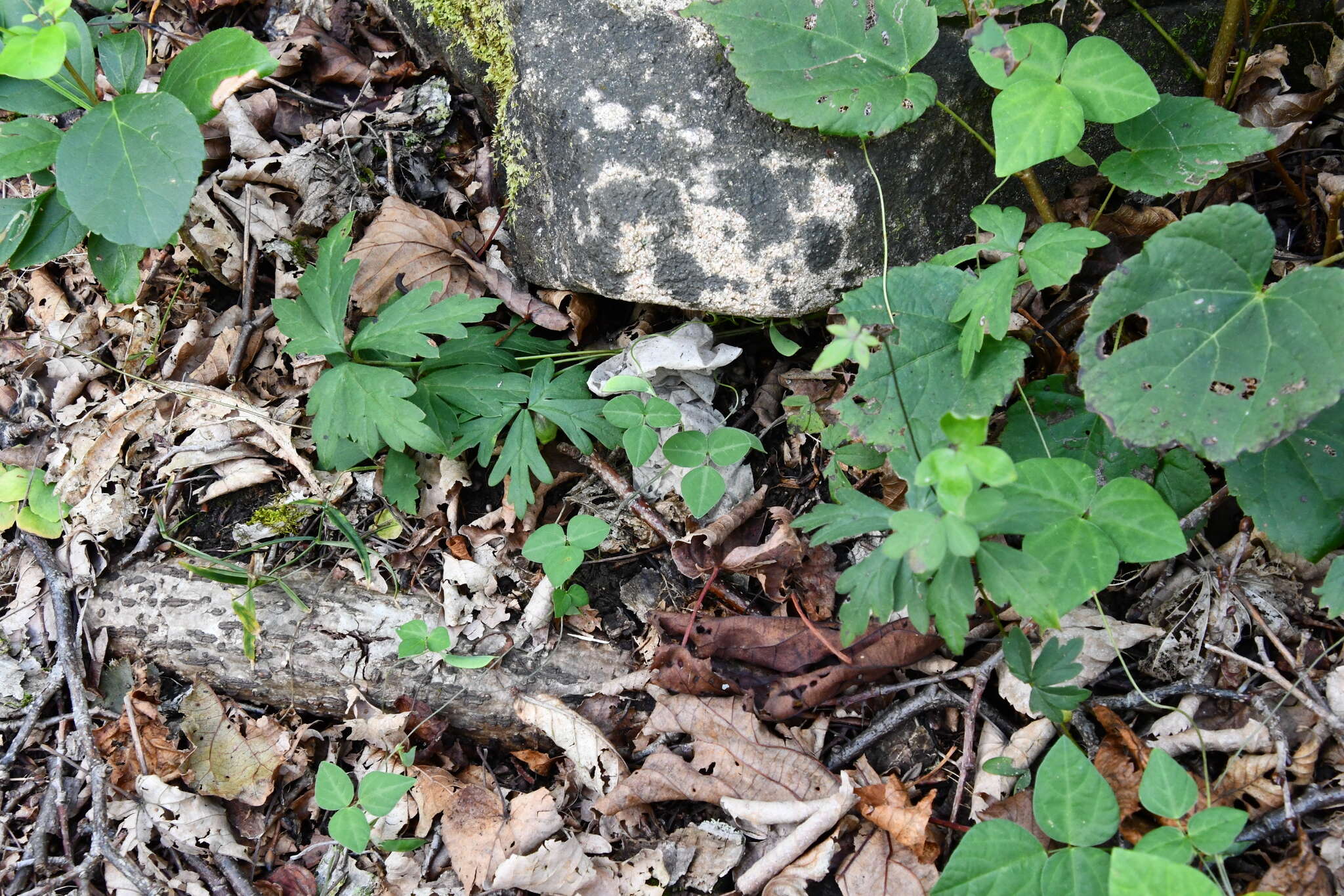 Image of Amphicarpaea bracteata subsp. edgeworthii (Benth.) H. Ohashi