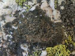 Image of sporastatia lichen