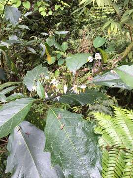 Image of <i>Solanum peikuoensis</i>