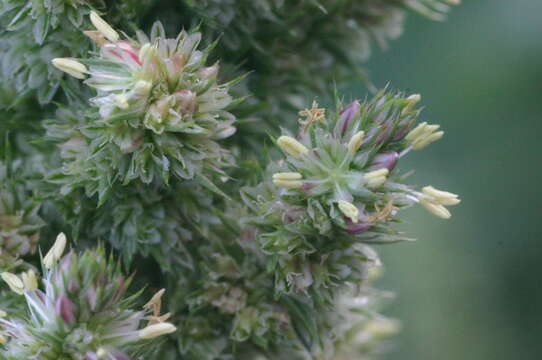 Image of redroot amaranth