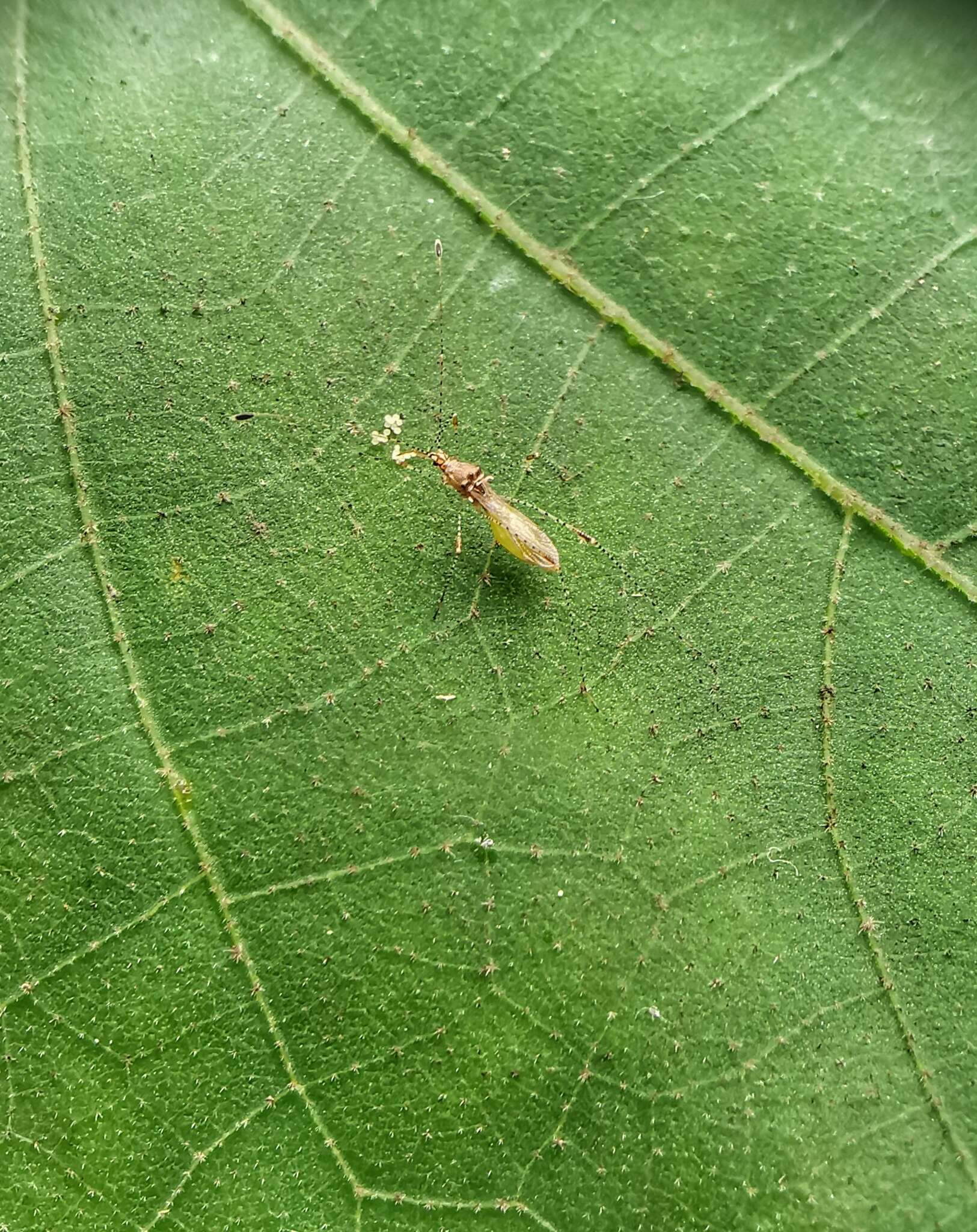 Image of Gampsocoris pacificus (China & W. E. 1930)