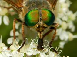 Image of Philipomyia aprica