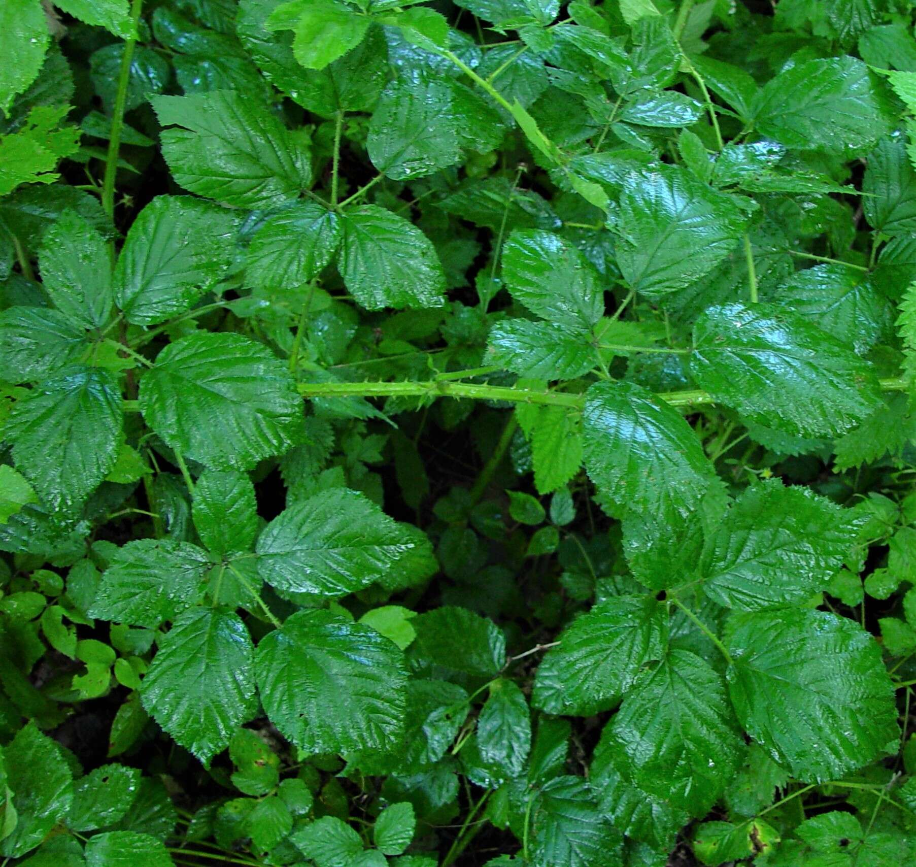 صورة Rubus bartonii Newton