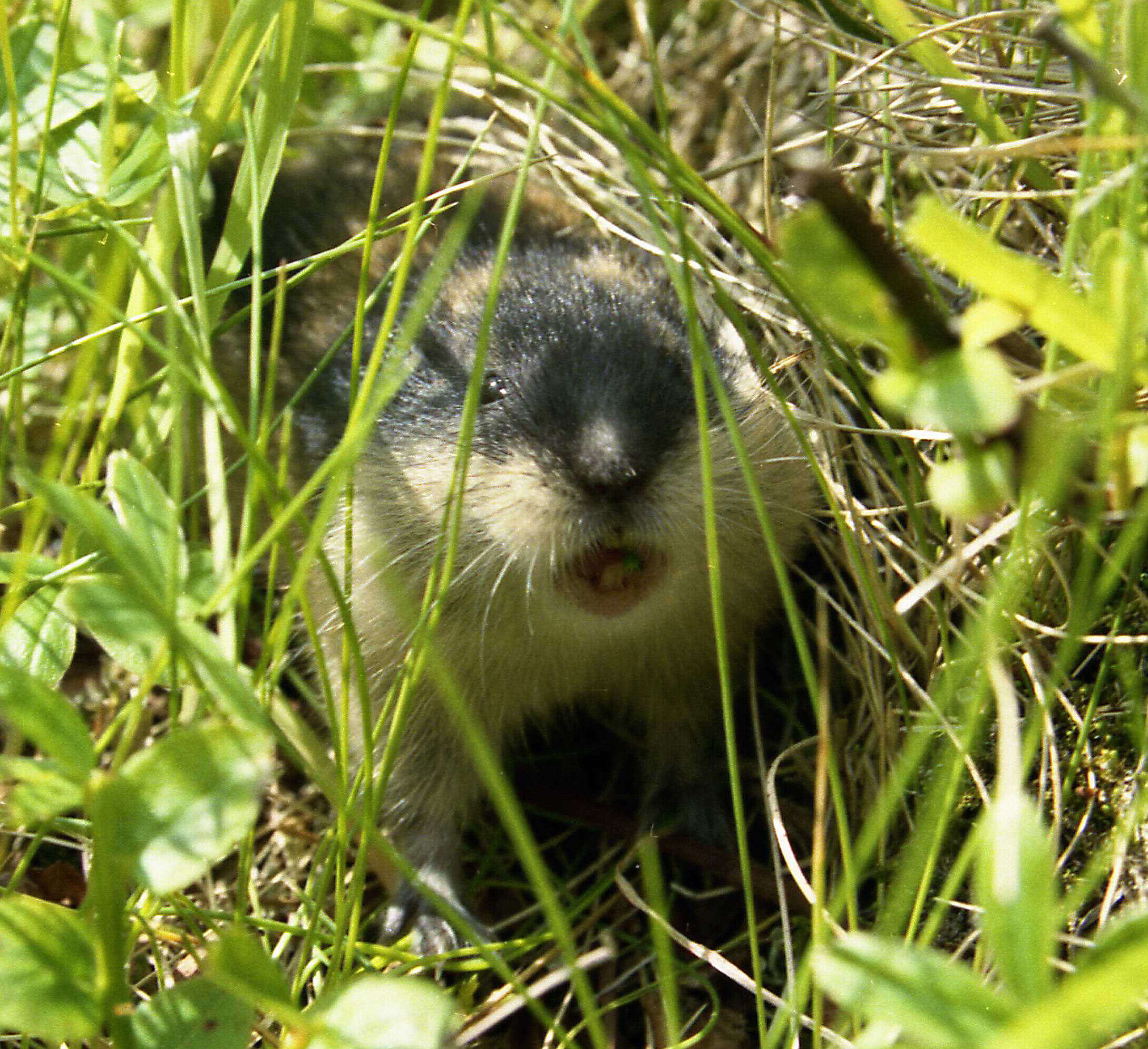 Image of Norway Lemming