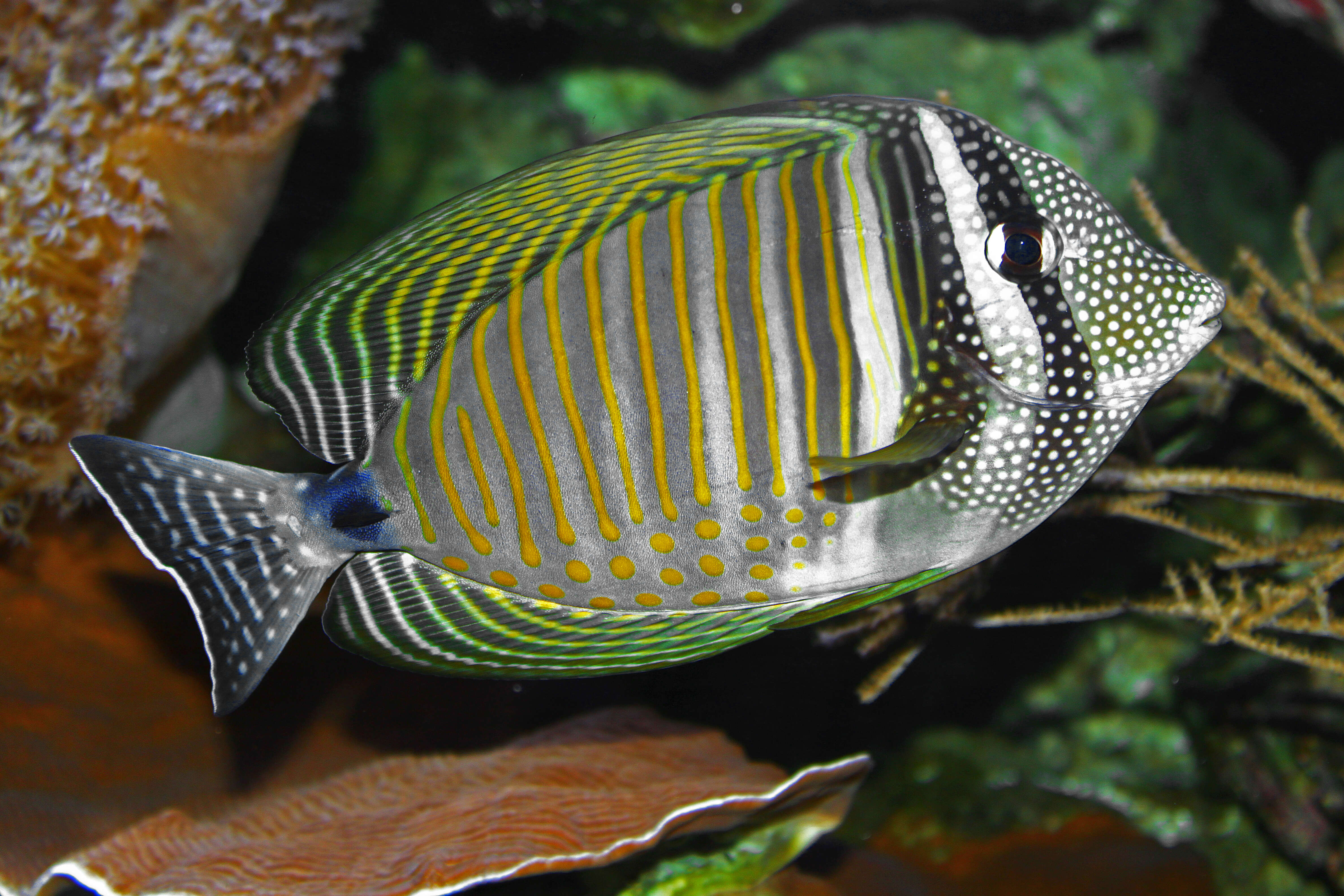 Image of Desjardin's Sailfin Tang