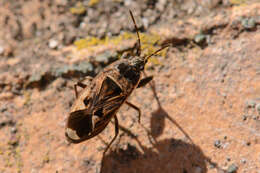 Image of Naphius apicalis (Dallas & W. S. 1852)