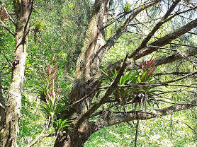 Image of Tillandsia deppeana Steud.