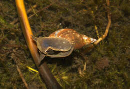 Image of Great Pond Snail