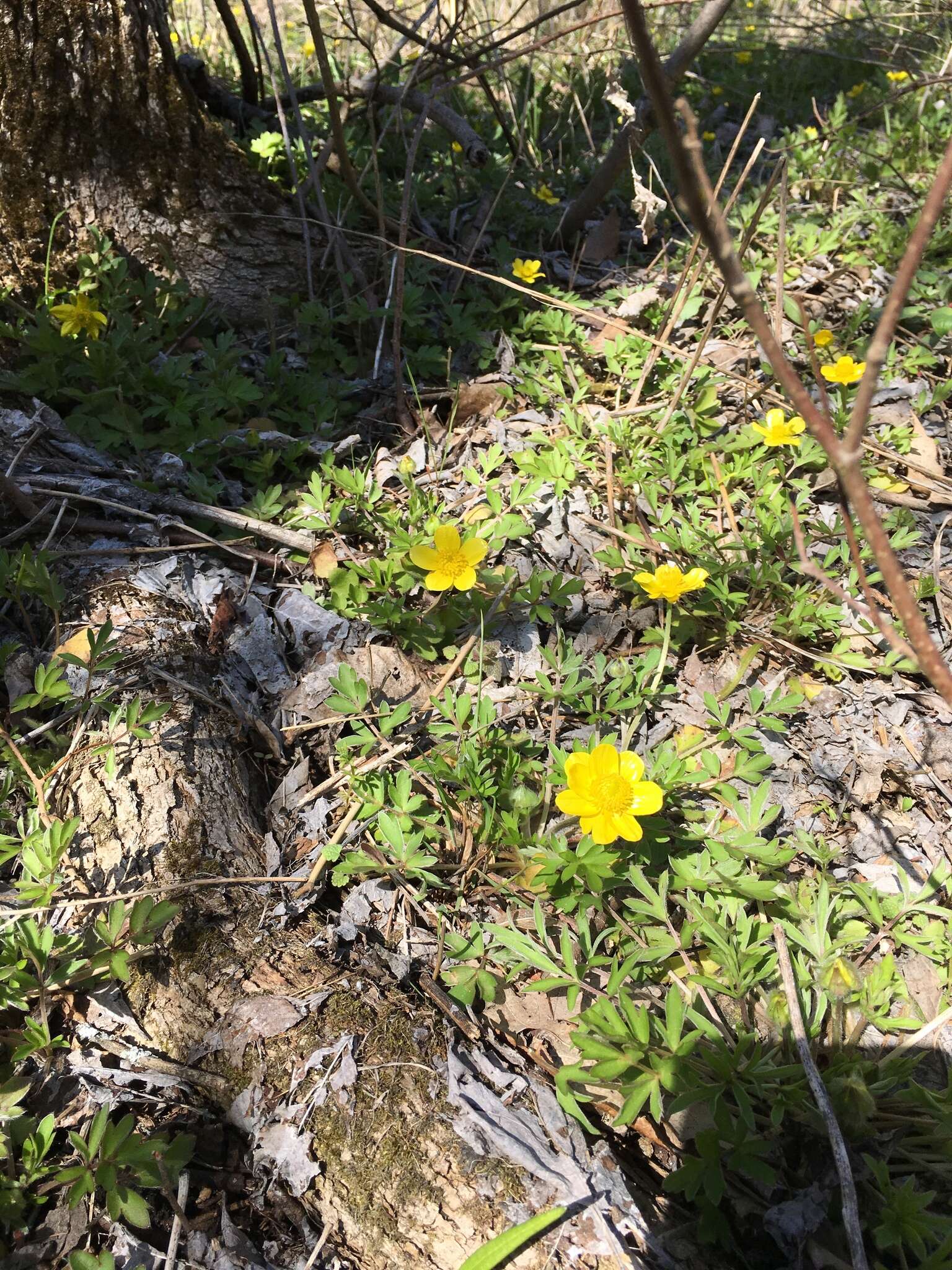 Слика од Ranunculus fascicularis Muhl. ex Bigel.